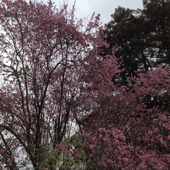 Meet your Posher, Jennifer - Picture 7 of 8